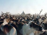 Carne de reno de Yamal conquista el mercado europeo 