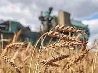 Los agricultores de la región de Kurgán región están de acuerdo con los precios estatales de cereales