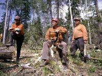 La industria forestal de Rusia cayó en una franja de putrfacción 