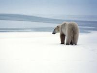 El permafrost se retiran hacia el Polo Norte