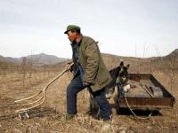 El gobernador Misharin dejó a los trabajadores agrarios de la región de Sverdlovsk "con palmo de narices"