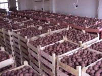 La cosecha de patatas en el territorio de Perm interesó a Turquía