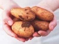 Las autoridades de la región de Perm gastarán 585 millones de rublos para la producción de patatas