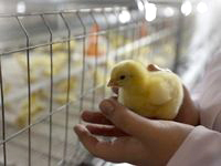 El gobierno de la región de Sverdlovsk está preparando para la privatización de las granjas avícolas