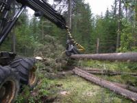 Los escandinavos ayudarán región de Sverdlovsk en la silvicultura 