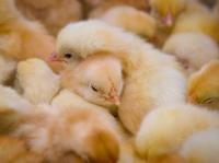Pollos uralianos se dirigen a las granjas avícolas de China 