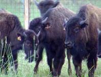 Bisontes de Yakutia pueden trasladarse a Yamal 