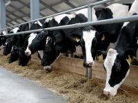 La Región de Tiúmen gastará 450 millones de rublos para la compra de ganado vacuno lechero en Europa