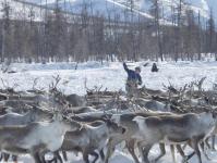 La carne de ciervo producido en Yamal cumplirá con estándar europeo