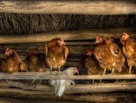 Empresarios de Irán están planeando construir una granja avícola en la región de Cheliábinsk