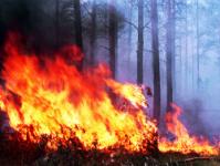 La empresa "Itera" se ha quemado en el bosque
